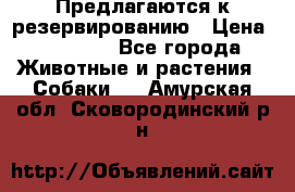 Предлагаются к резервированию › Цена ­ 16 000 - Все города Животные и растения » Собаки   . Амурская обл.,Сковородинский р-н